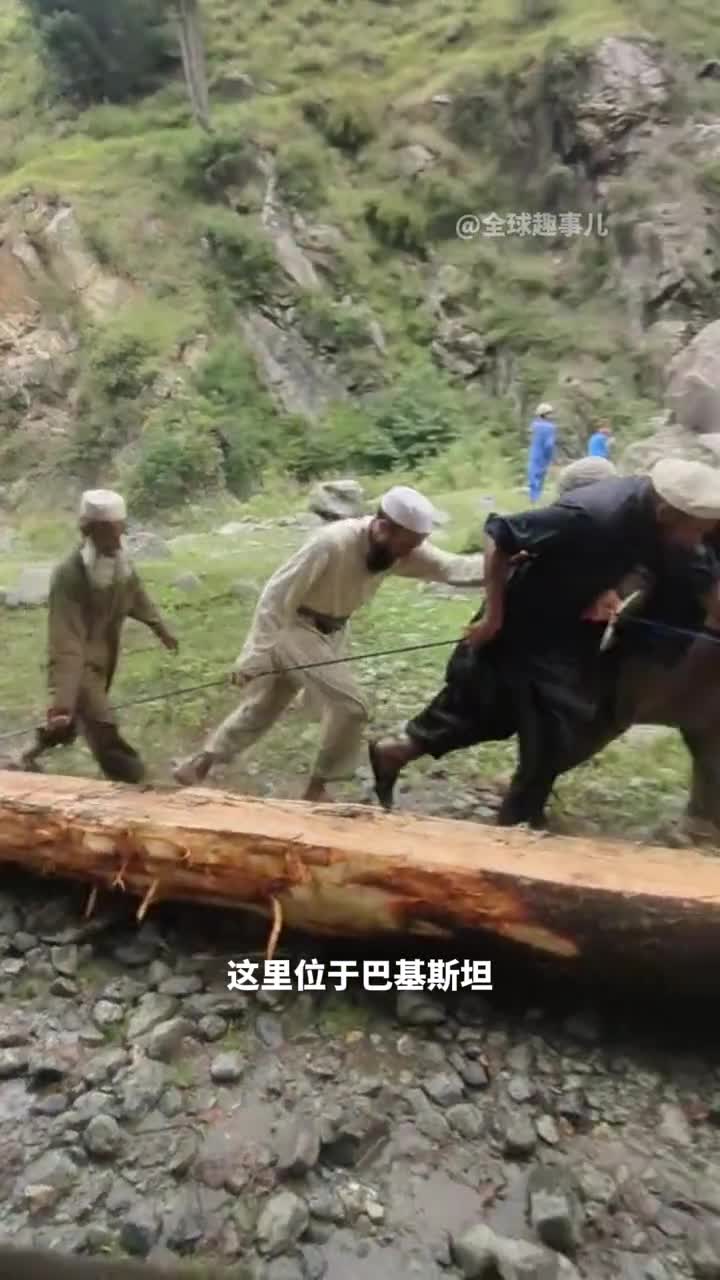 这些长木头为何不能切段工人拖运巨木的背后原因