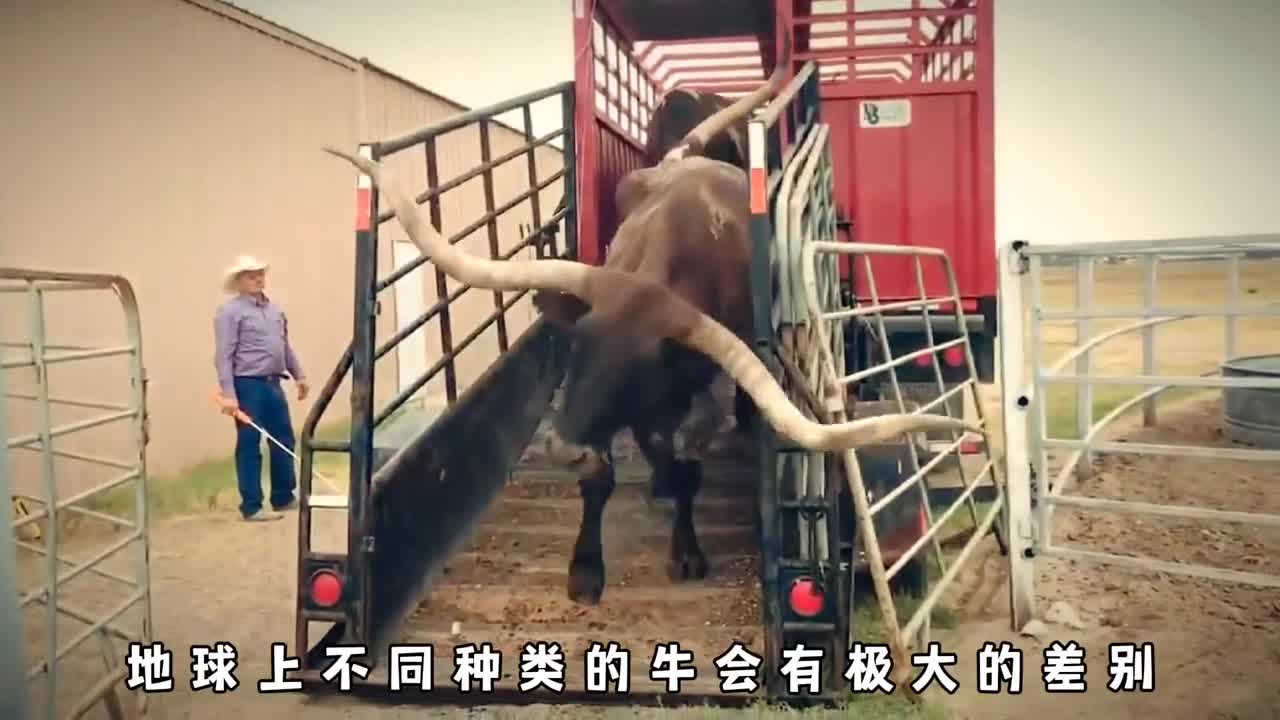 原来牛和牛之间的差距这么大中国的牛最有灵性