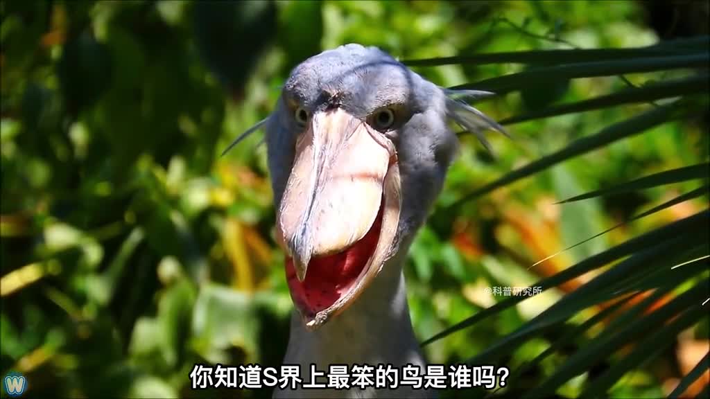 你见过会玩球的鸡吗6大有趣的生物大盘点三