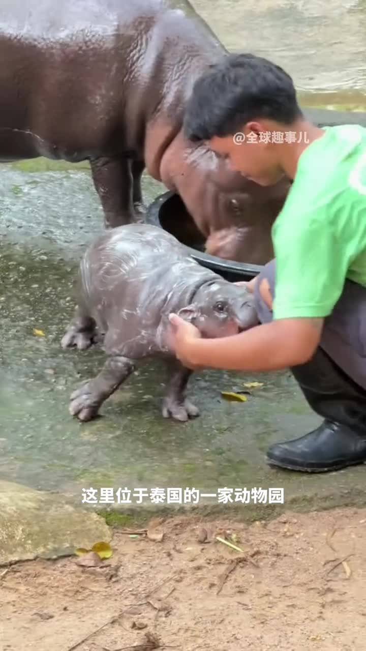 小河马发脾气为什么河马妈妈一心只顾吃草完全不在意宝宝的愤怒