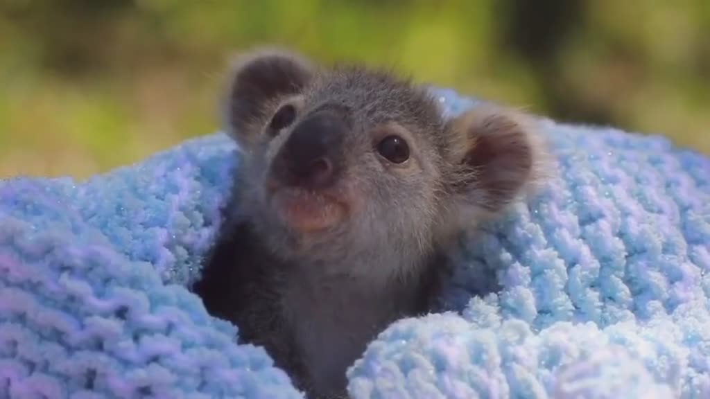 不想上班想卖萌为生想做一只被保育员抱着的小考拉要抱抱亲亲举高高