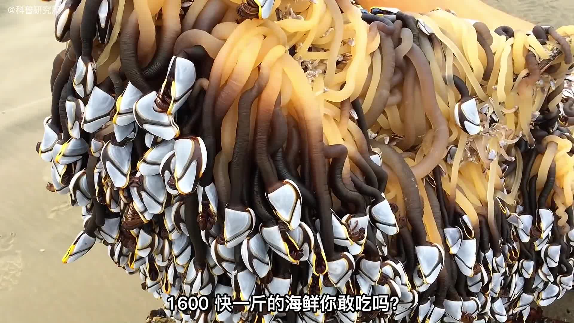 比帝皇蟹还G的海鲜看到它的样子你还敢吃吗一