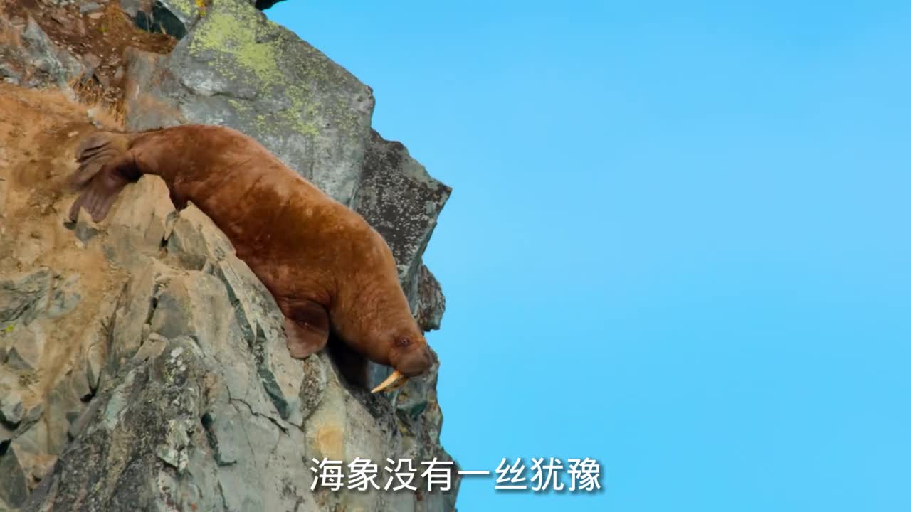 海象为什么会集体跳崖它们只是想活下来而已
