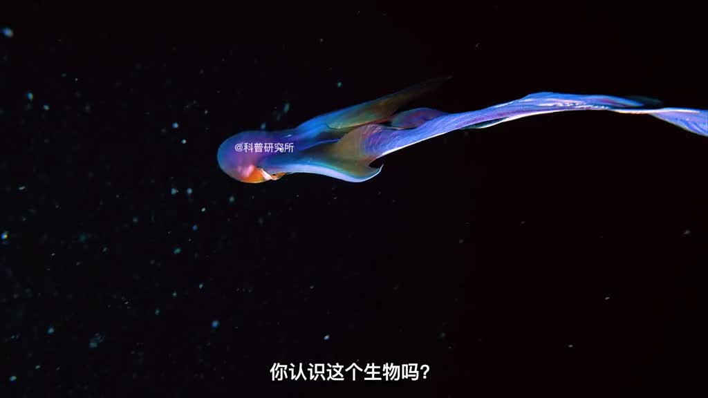 世界上最奇怪的十种章鱼我保证你们没见过二