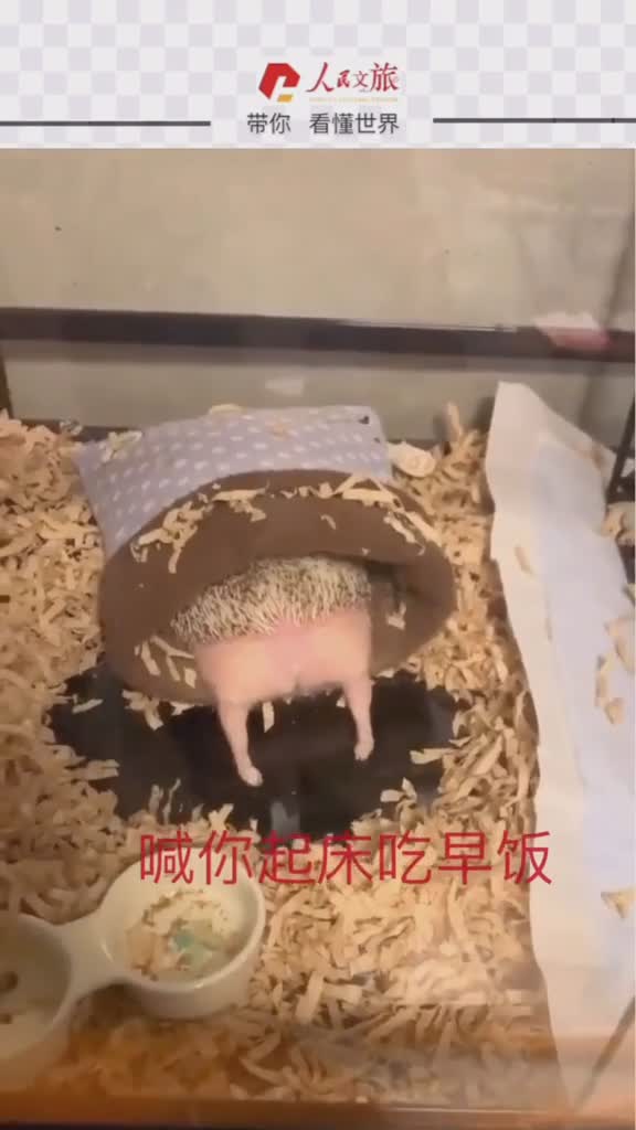 刺猬这粉嫩嫩的小屁股真的让人忍不住想