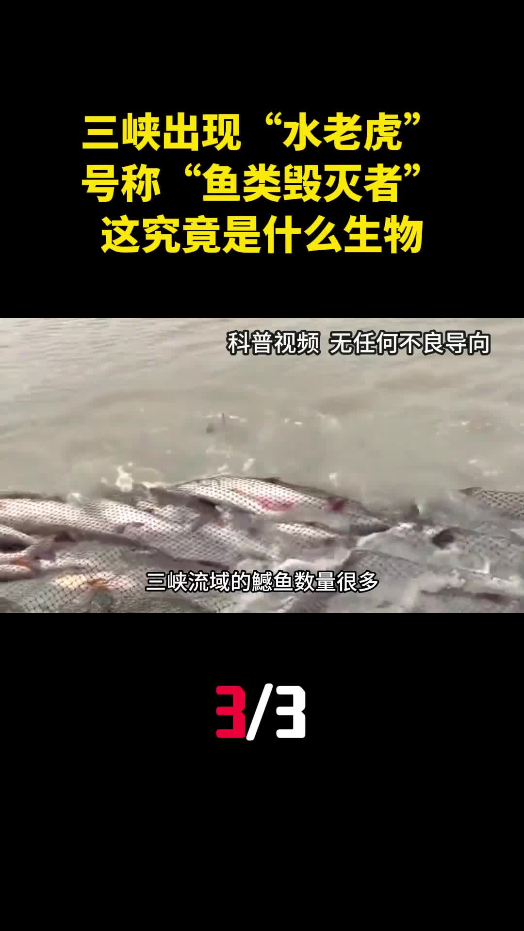 三峡出现水老虎号称鱼类毁灭者这究竟是什么生物3