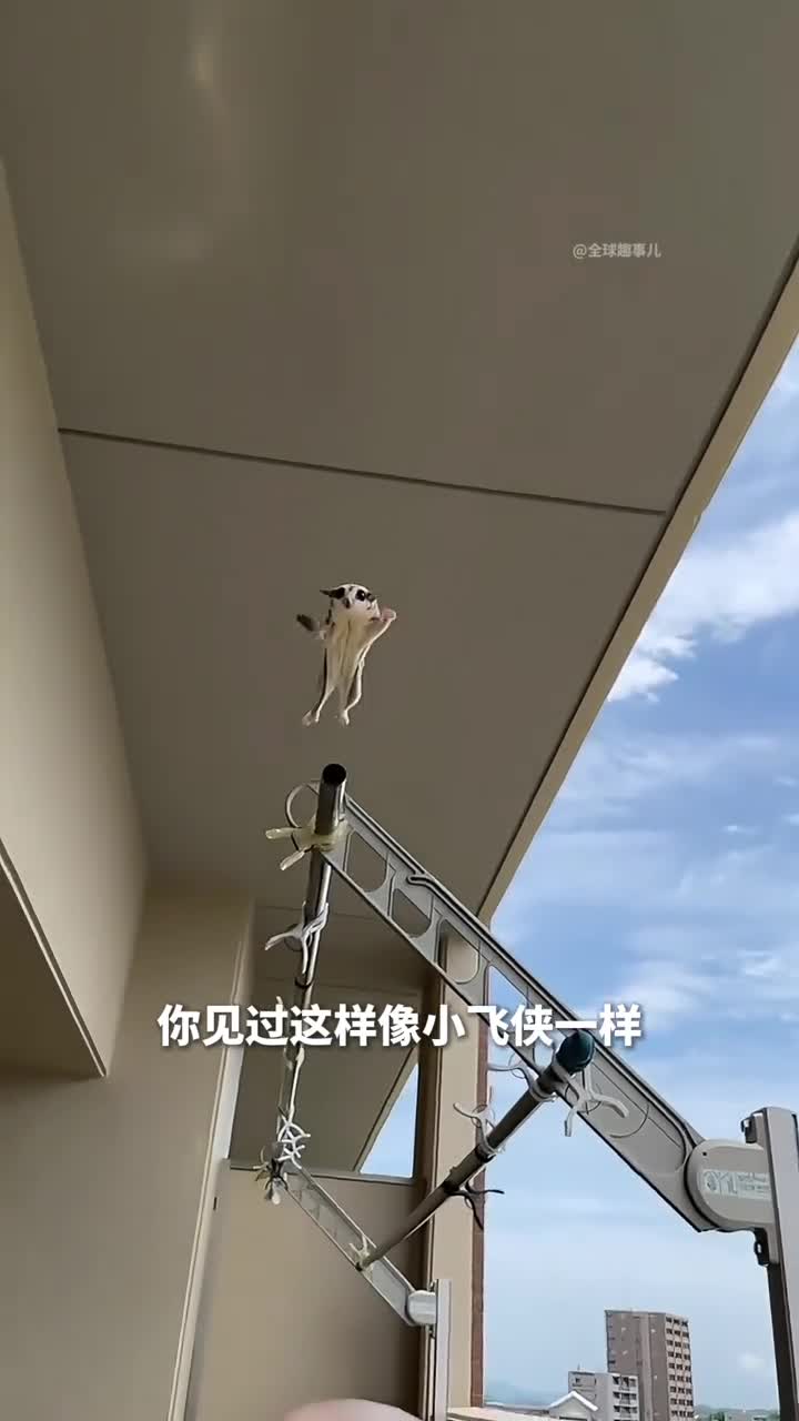 空中小飞侠蜜袋鼯为什么它们成为宠物界的新宠
