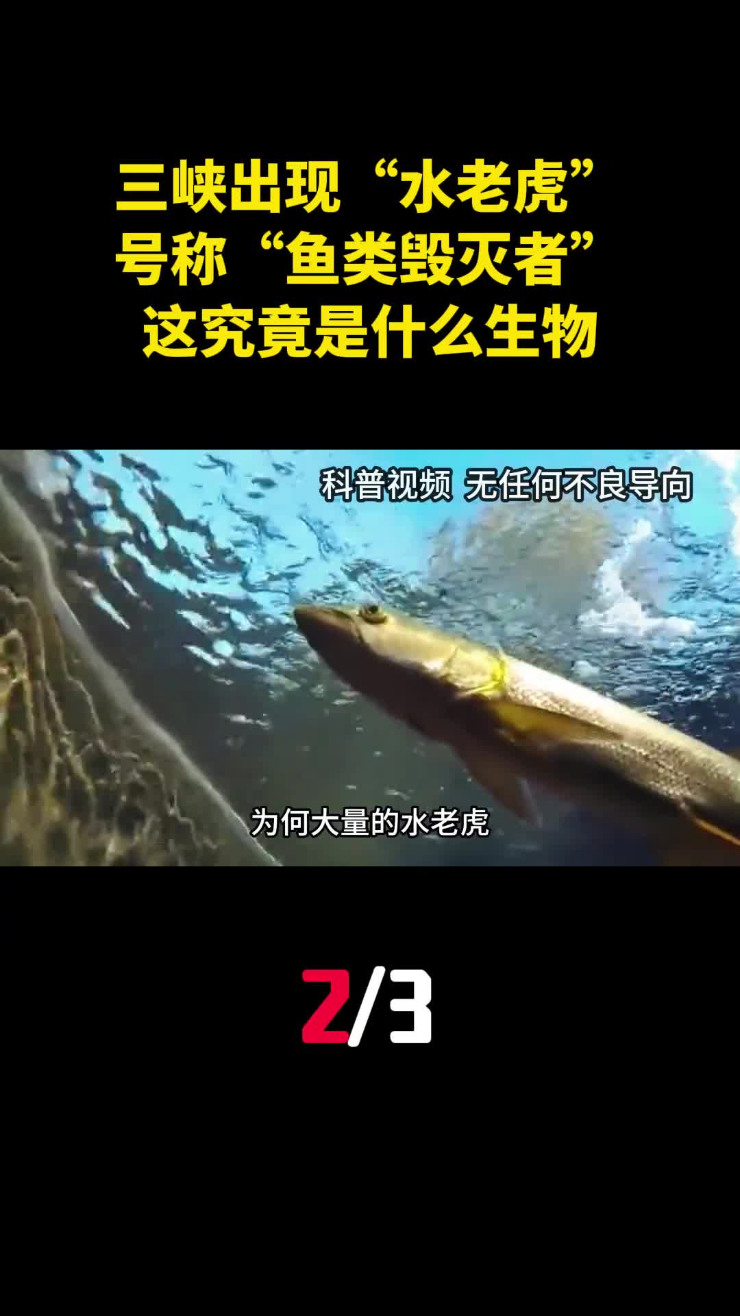 三峡出现水老虎号称鱼类毁灭者这究竟是什么生物2