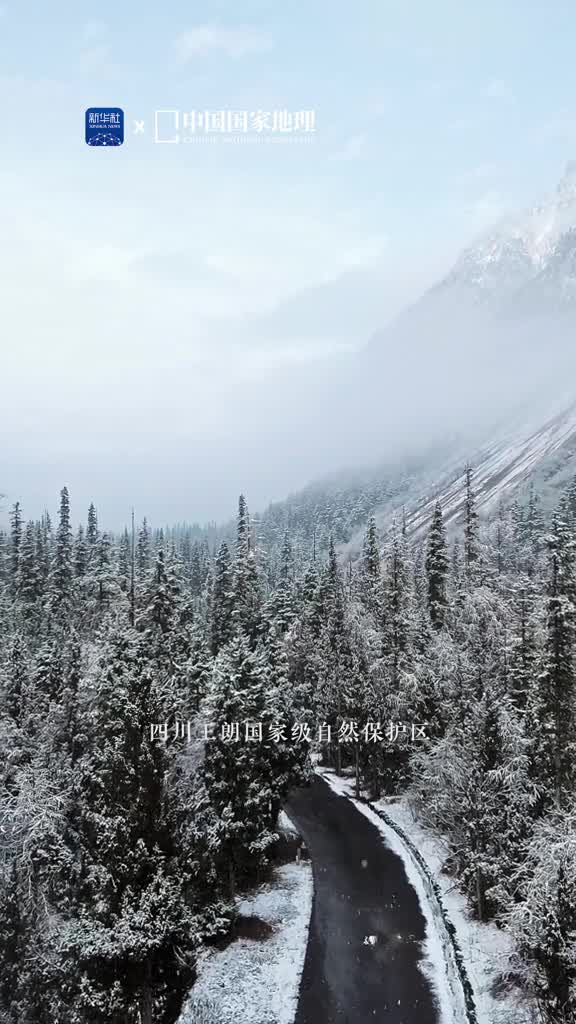 带你走进银装素裹的大熊猫家园四川王朗国家级自然保护区地处岷山山脉腹心地带是珍稀物种大熊猫栖息的家园冰雪中的王朗流转着凛冽的寒意凌厉群山沉默着云杉冷杉低语着静谧而又深邃