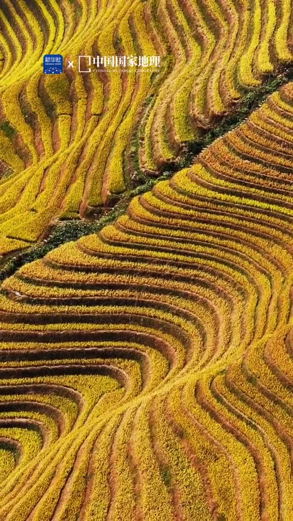 谁还没看过龙脊梯田的限定秋色这个被时间优待的地方藏着人们对田园诗意纯粹的向往每年秋季梯田里的水稻熟了像金色的阳光铺满层层山坡这是一段充满诗意的乐章那些金黄的稻穗令人鼓舞让人感觉无比温暖