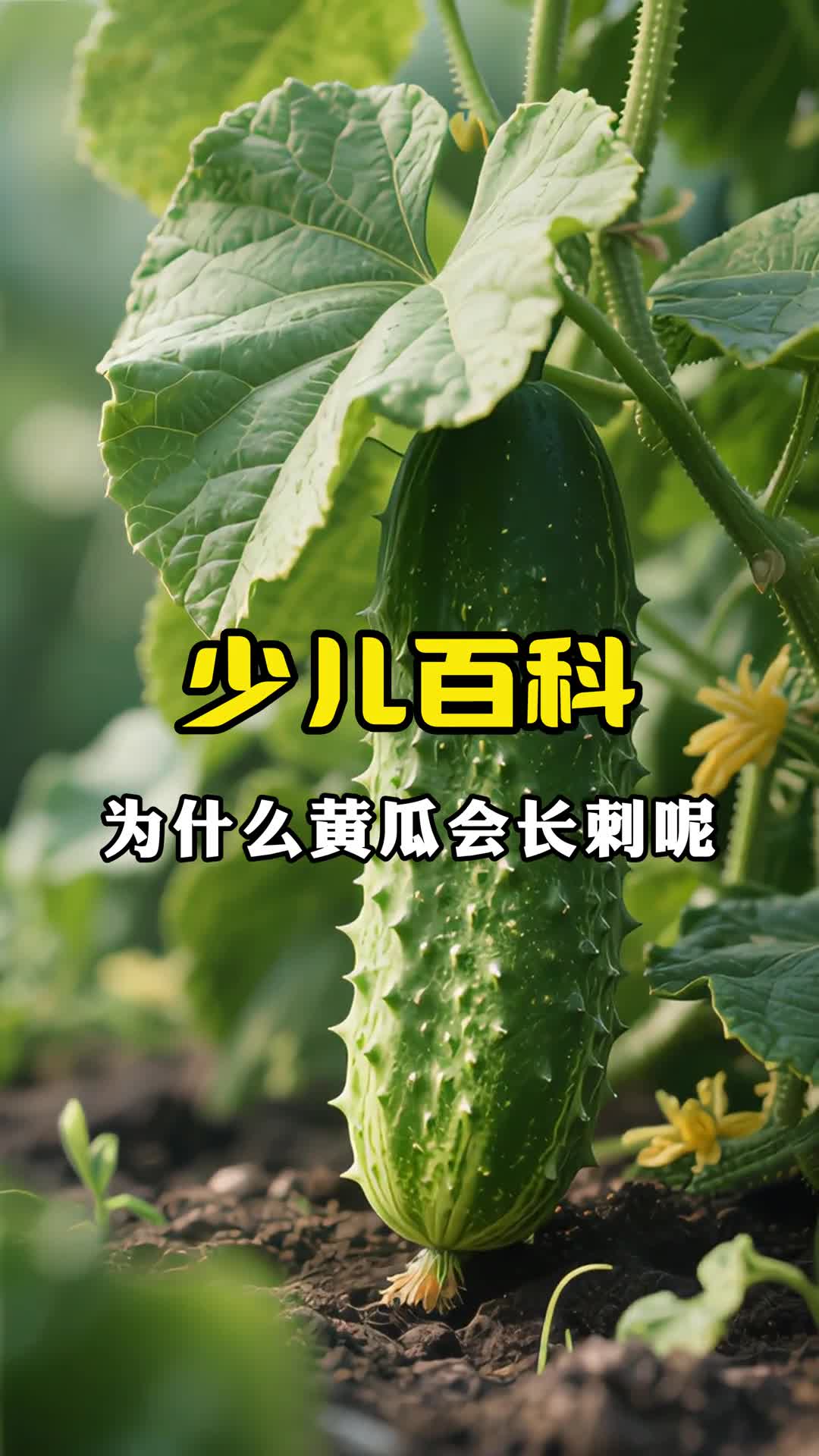 少儿科普百科为什么黄瓜会长刺呢