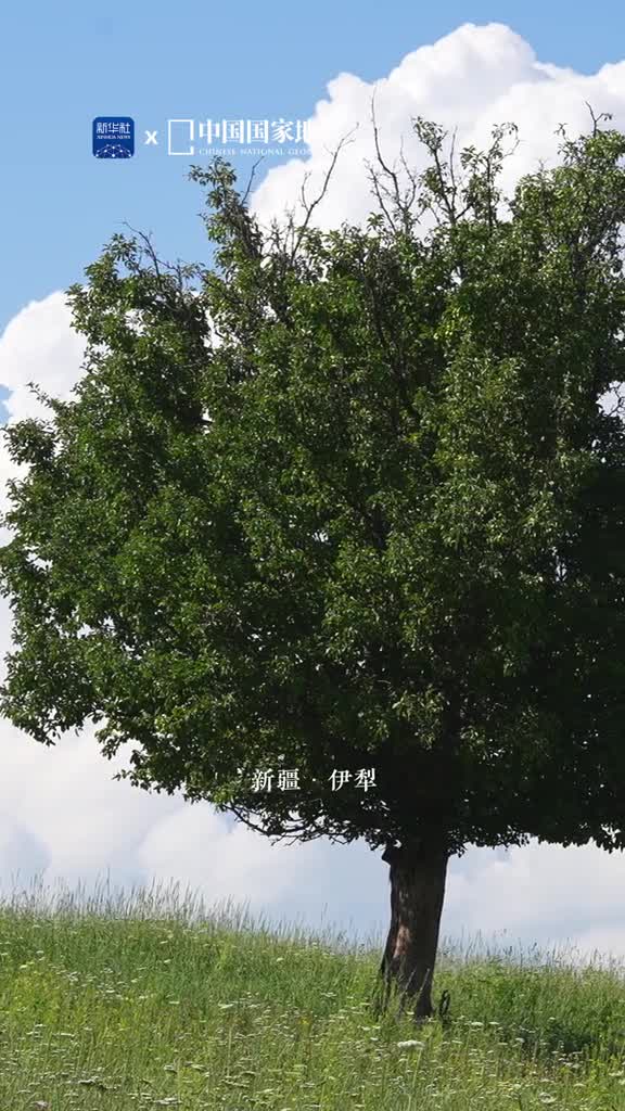 新疆的云与草原是绝配在连绵起伏的伊犁草原上清风拂过绿树马儿悠闲吃草草原的尽头就是柔软可爱的云朵如漫画里的场景治愈人心