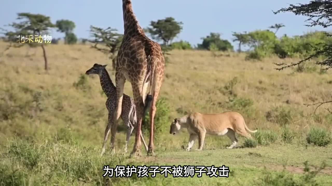 今日份受害美洲狮