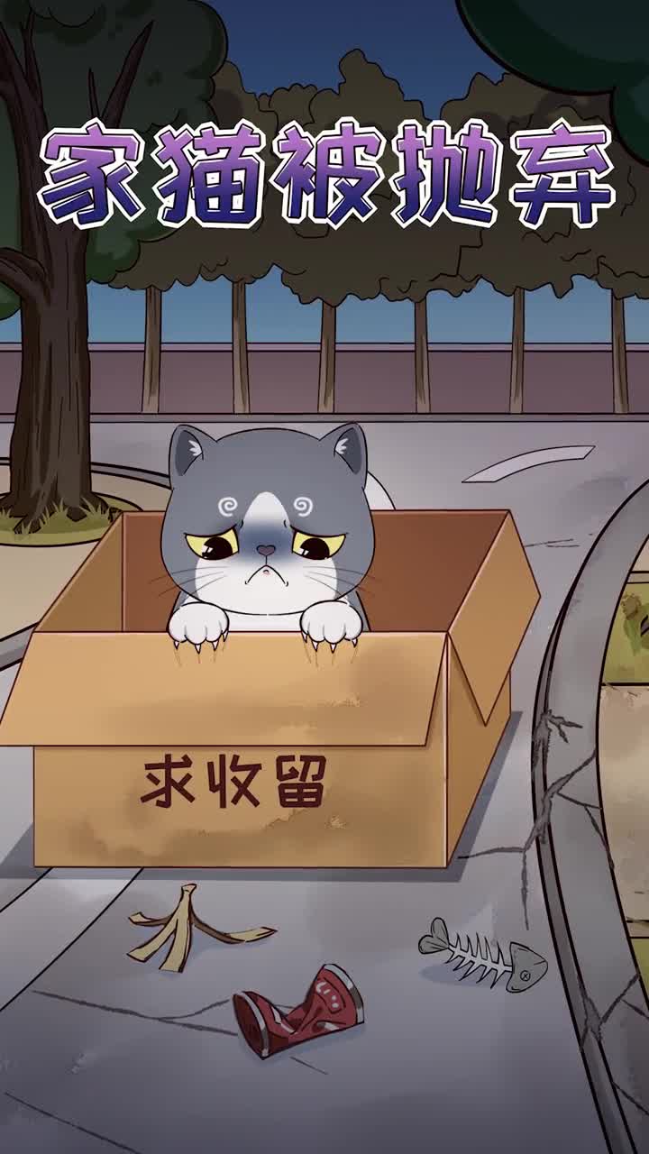 家猫被抛弃后还能活下去吗现实远比想象更加残酷
