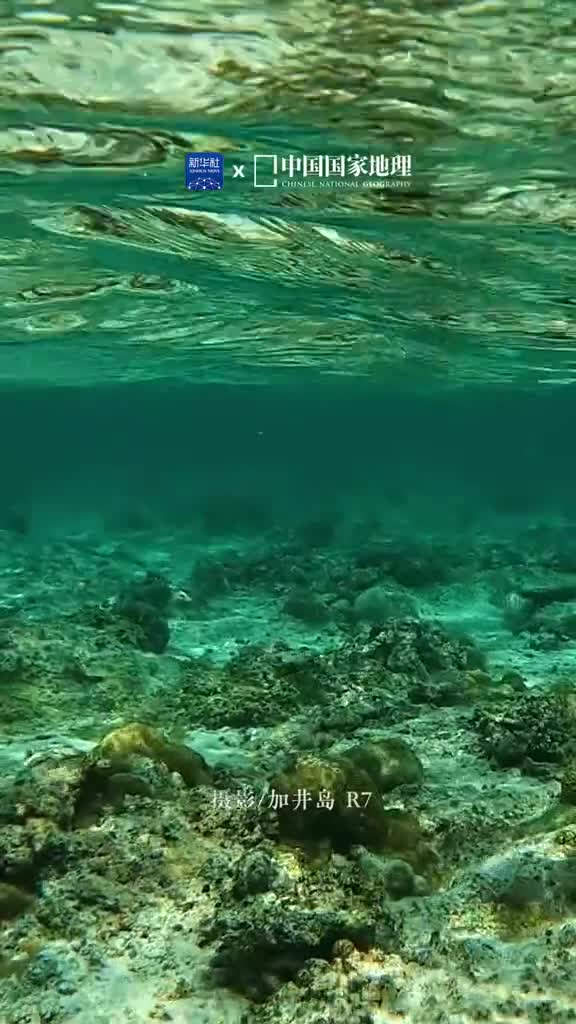 海底的世界深沉而梦幻肆意穿行的鱼群演绎着自由与浪漫如此美好的场景同时也是脆弱的今天是世界海洋日一起潜入海底跟着鱼群畅游它们的世界吧