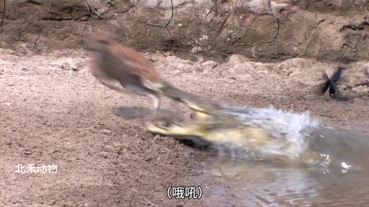 今日份受害者蓬蓬