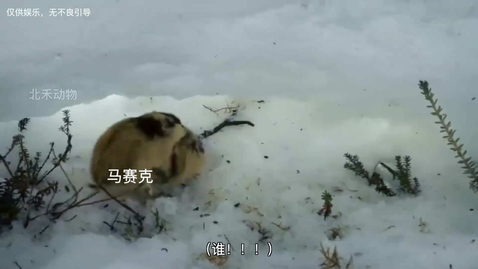 今日份受害者白鼬