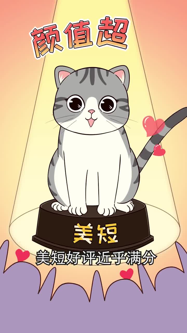 美短猫颜值在线综合评分高非常适合新手你想不想养一只呢
