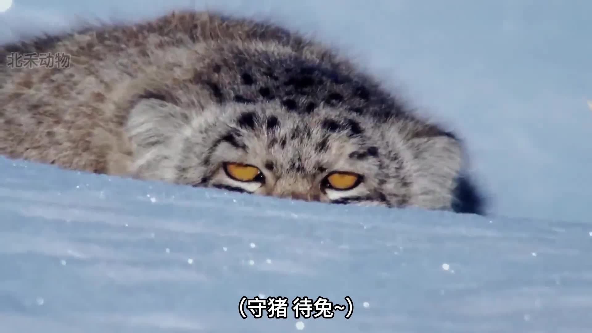 今日份受害者兔狲