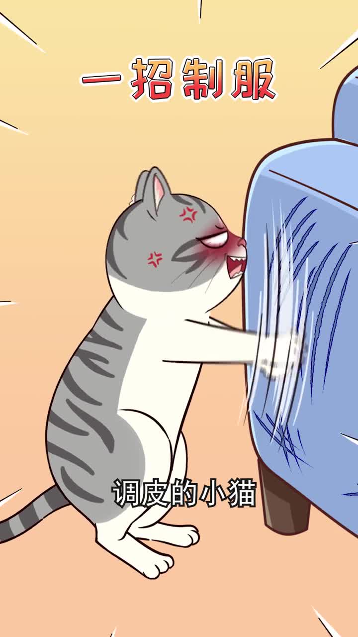 教你一招制服调皮小猫拎起它的后脖颈一秒变乖