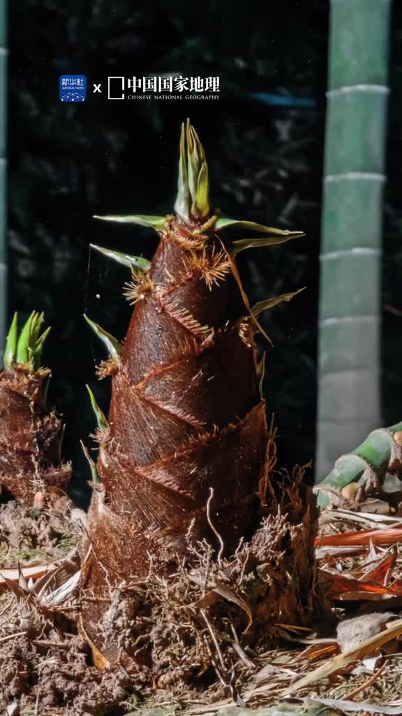 独属于中国人的东方意境美四季常青的竹子承载着中国人淡雅脱俗的审美意趣飒飒清风穿林打叶沙沙幽鸣竹影婆娑行走在绿意盎然处沉浸于苍翠欲滴的竹之美景折服于韧劲刚强的竹之品格