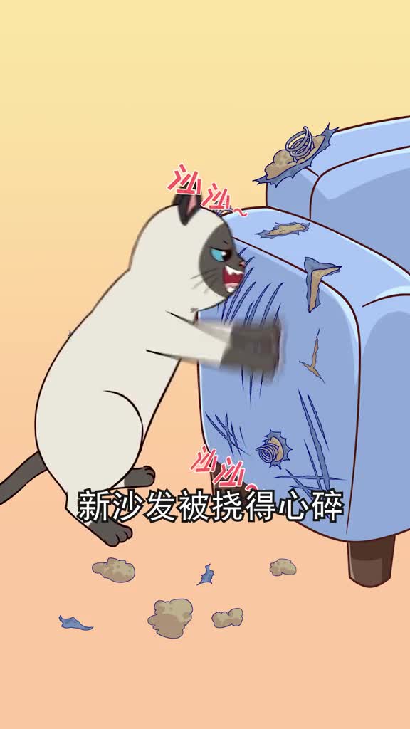 纠正猫咪错误行为大合集家里猫咪咬人乱尿挠沙发的看过来