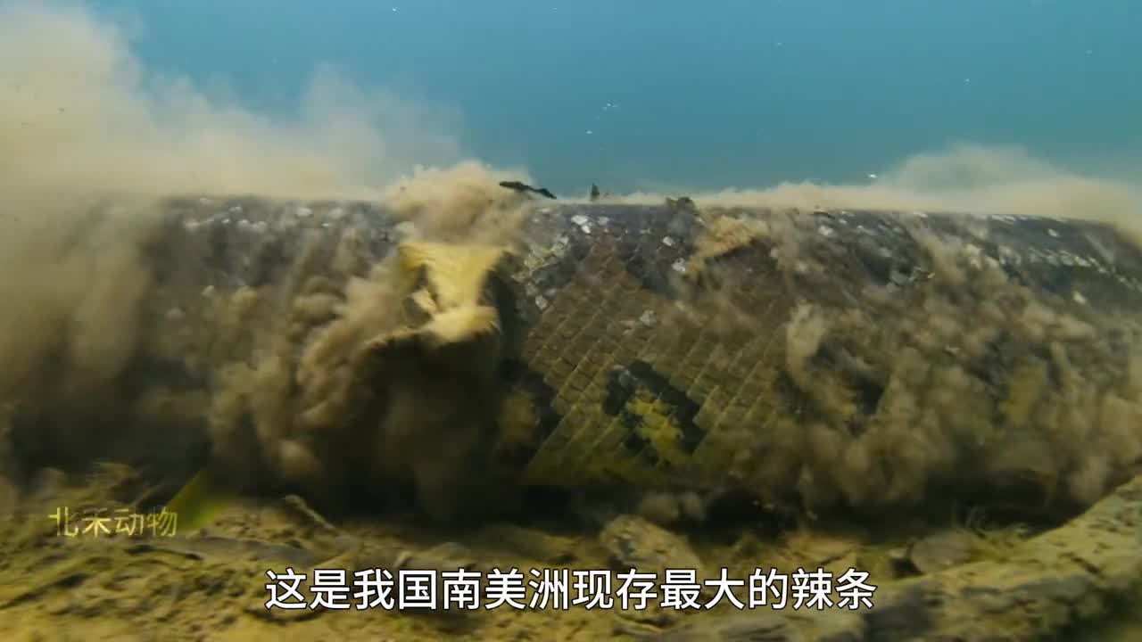 鲤鱼跃龙门一顺百顺发发发