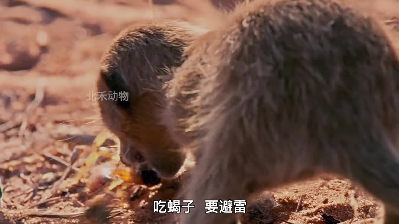 今日份受害者哨兵