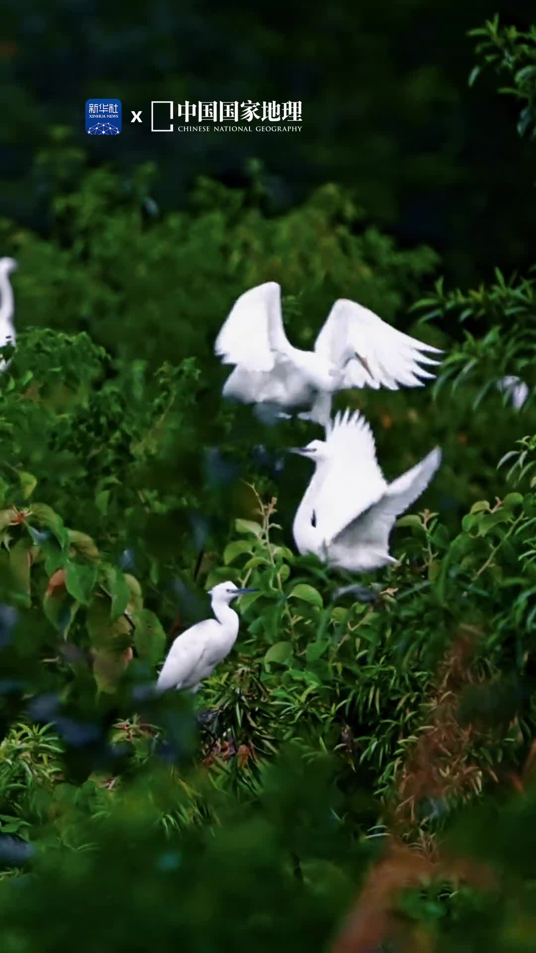 水光山色之间白鹭翩然低飞宛若天上的云朵飘然而至它们时而低头觅食时而在水边嬉戏一举一动都透露出优雅如同一首精巧的诗一首韵在骨子里的散文诗