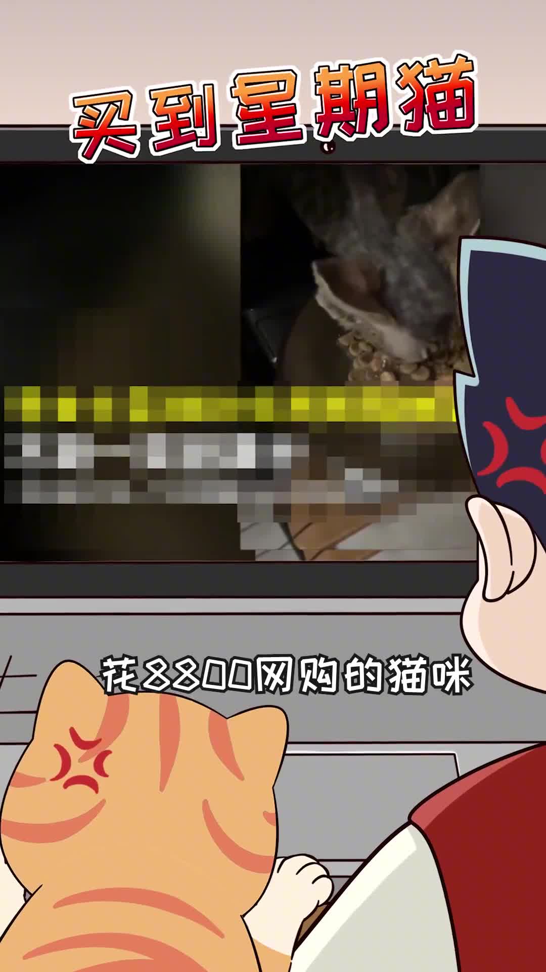 知道这些才不会被猫贩子坑