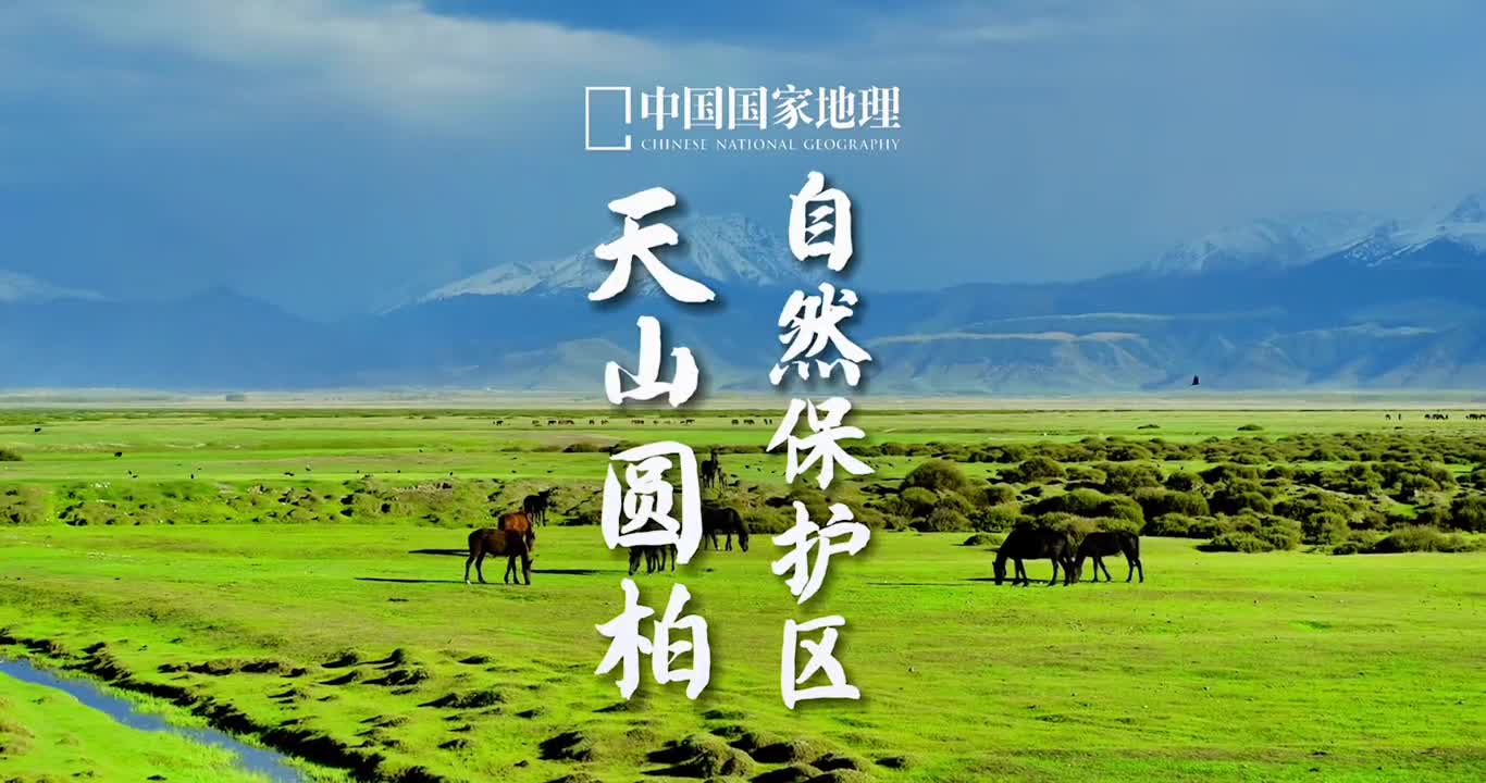 这里是新疆草原雪山牧马飞鸟溪流呼麦声响起一切都是这么和谐