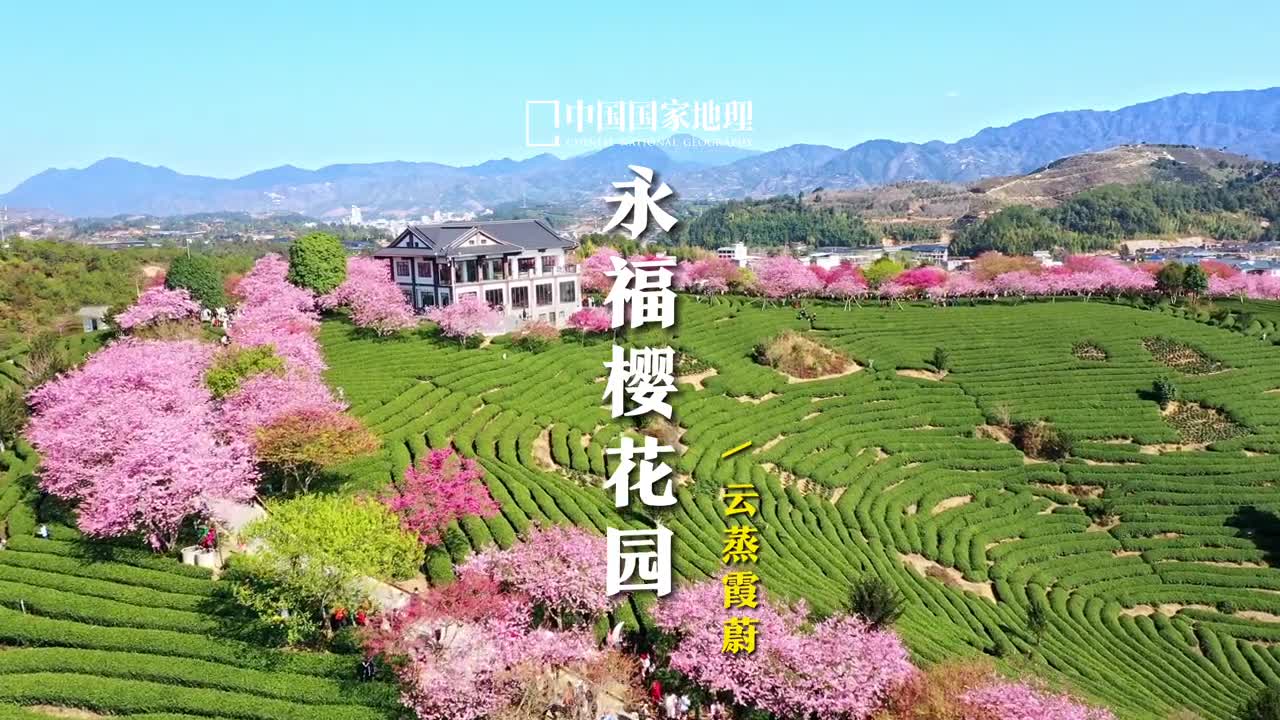 花事之兴衰关乎世情赏樱何必去日本绿茶苍翠远山如黛樱花如霞这样的美景能否打动你呢