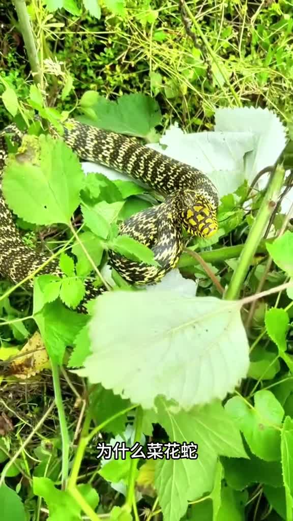 少儿科普百科菜花蛇明明没有毒为什么会是百蛇之王