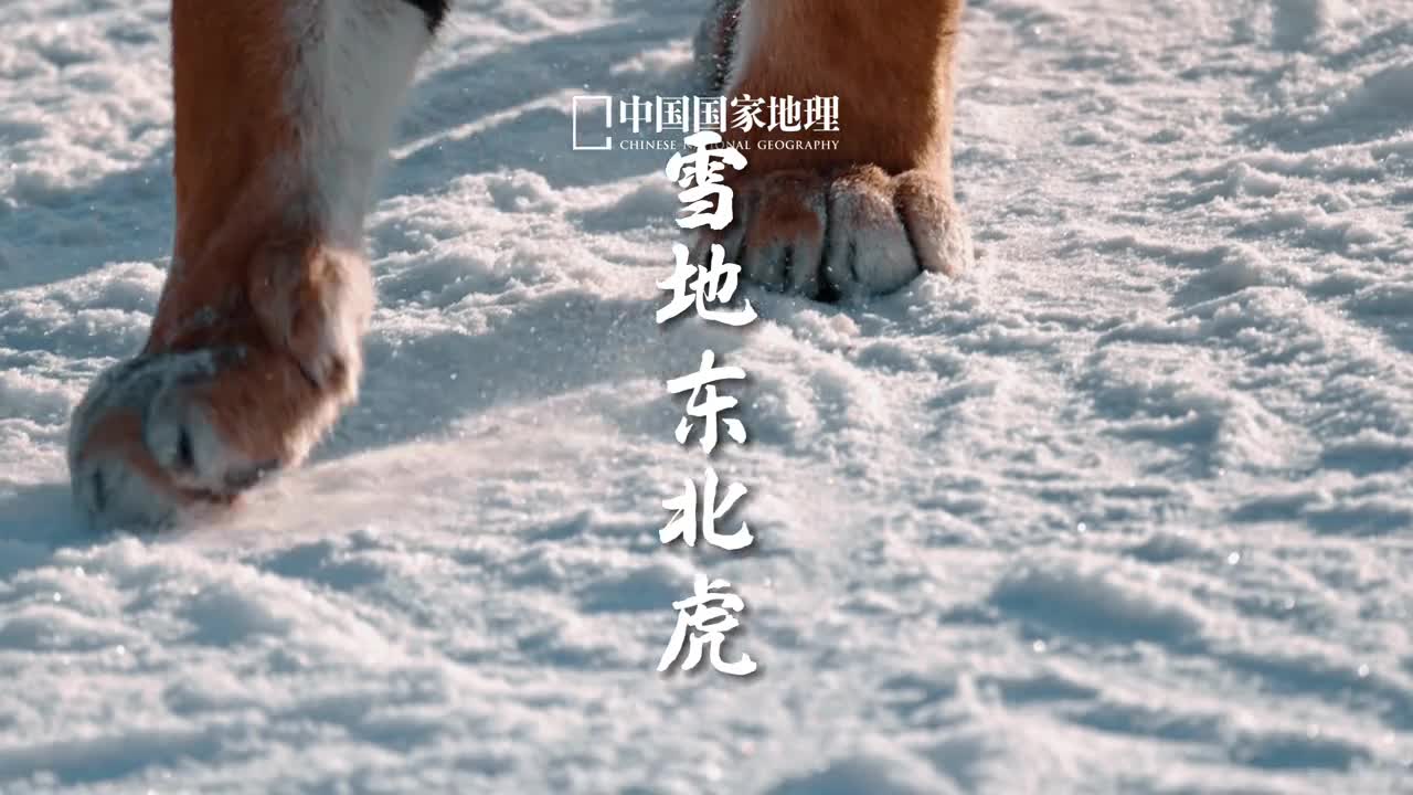 被叫咪咪东北金渐层大号哈基米