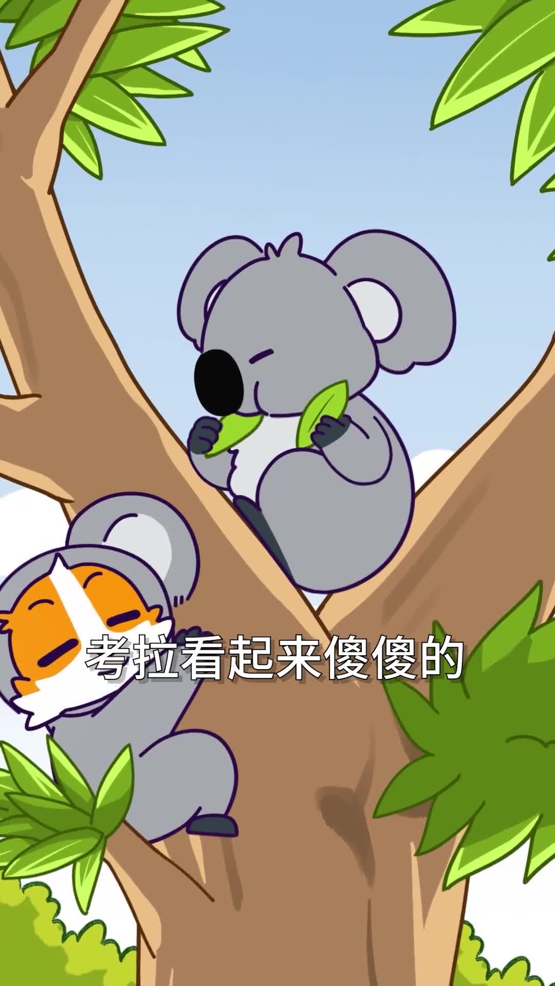 考拉的脑子居然比你家地板还光滑