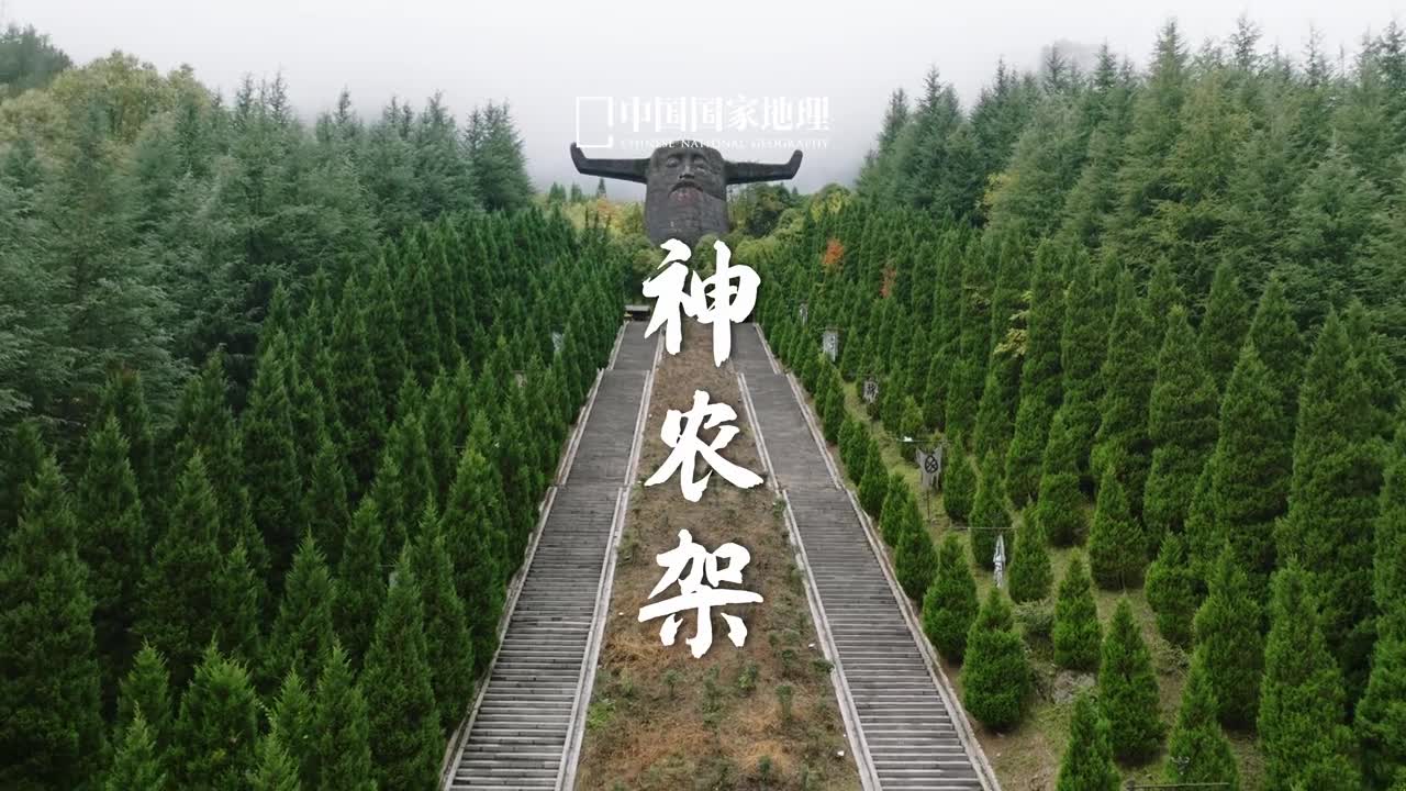 深藏于群山万壑之间的生命秘境神农架一个美丽又神秘的地方以丰富的生物多样性广袤的原始森林和壮美的自然风光闻名于世秦岭大别造山带对扬子板块持续的挤压作用加之新生代构造运动造成的隆升使神农架形成了以主峰神农顶为中心向四周呈阶梯状下降的地貌特征2016年神农架被列入世界遗产名录