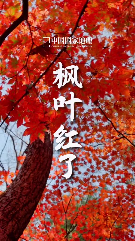 枫叶红了好像翩翩起舞的红色蝴蝶相约秋天见一面吧