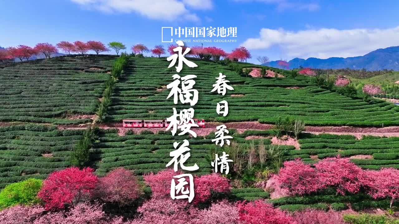 当南方嘉木邂逅春樱满园春日之美便溢满了山川永福茶园的樱花景观虽然没有云蒸霞蔚之势却胜在嫩粉亮黄映翠绿的小品之姿千亩樱园与十里茶道结合放眼望去尽是春日柔情