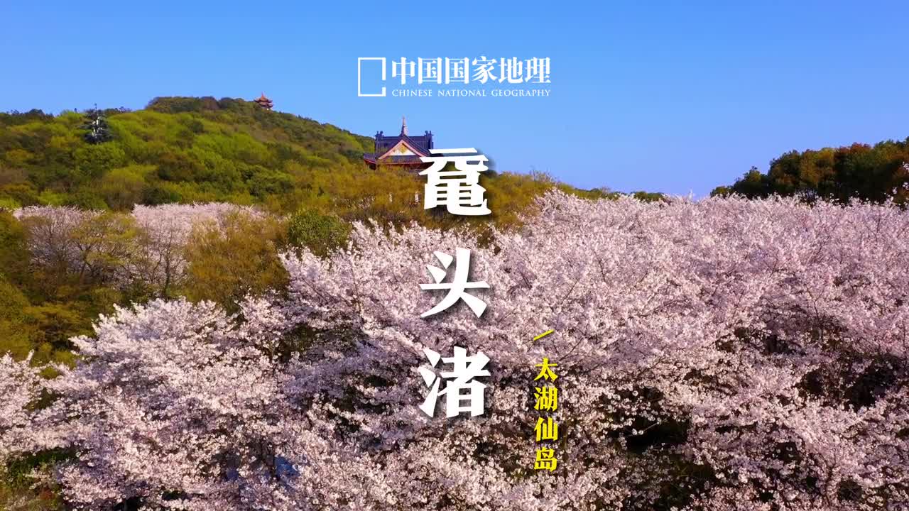 根据气象局的预测江苏无锡鼋头渚的樱花将于3月21日开放27日达到盛花期你们想和谁去看还想看哪里的美景评论告诉我吧