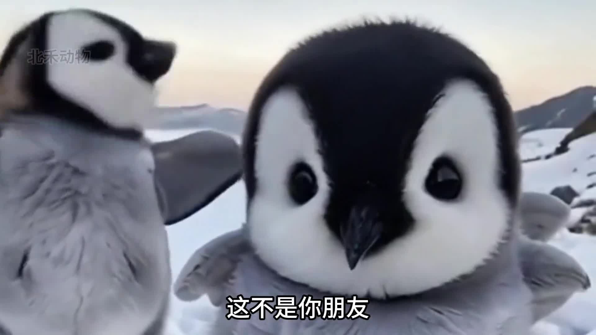 企鹅阿德利有情又有义