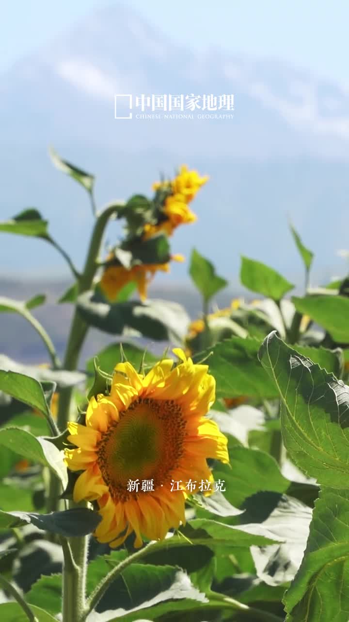 热烈夏日花开向阳迎着炎夏的烈日向日葵依旧活力满满向着太阳的方向绽放组成绚丽烂漫的灿黄花海奏响夏日田间的华彩乐章浪漫热烈洋溢生机