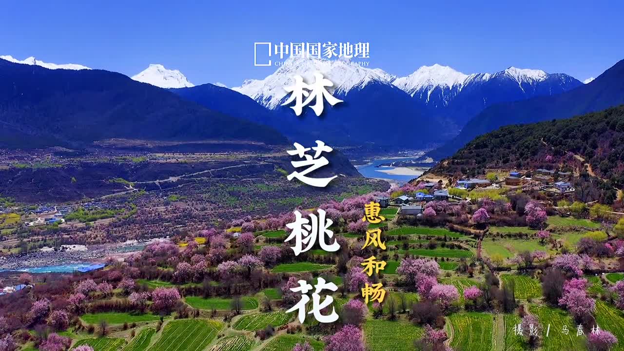 这个月就进入漫山桃花的季节了你准备好了吗想看哪里评论区告诉我