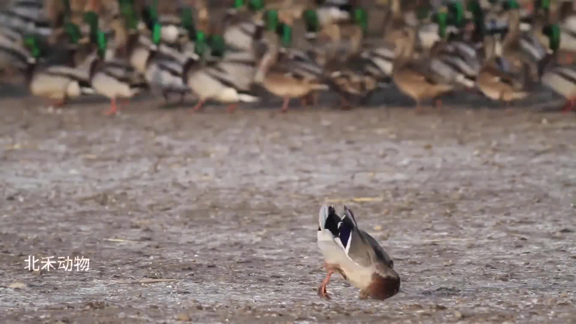 世界上最损的鸟游隼