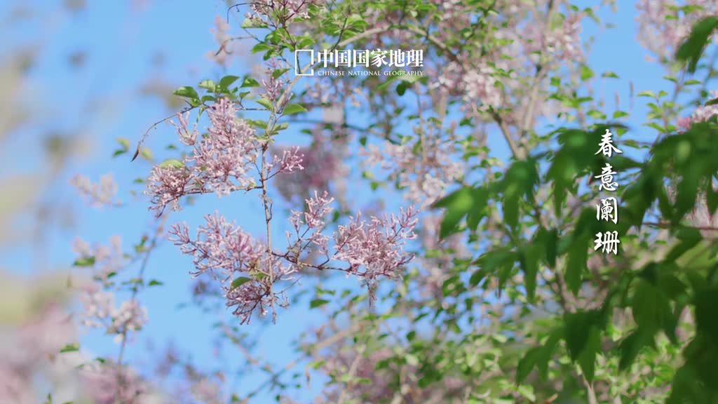 谷雨春光不晚风景恰好谷雨是春天的最后一个节气此时太阳直射点继续北移绿意也随之晕染山河大地草木欣荣多胜景雨润百谷待丰年谷雨时节虽已春深但仍有国色天香惊艳人间让我们共赴春日的华丽谢幕吧