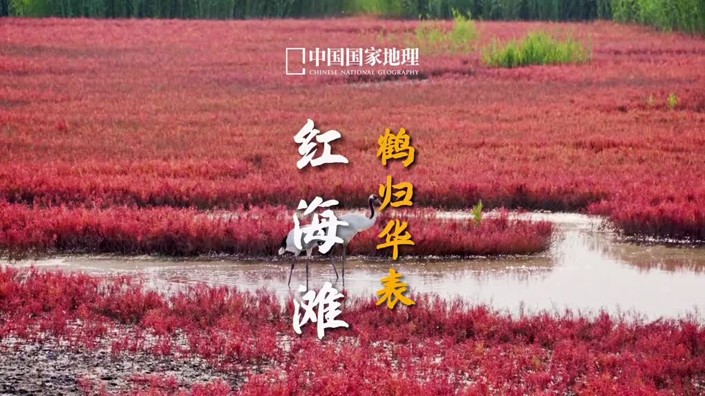 辽河口独特又著名的景观就是这片嫣红似火的