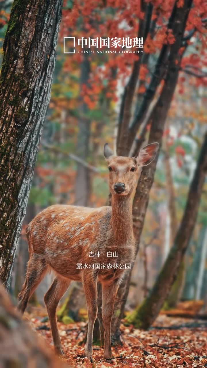 立秋时节虽然还未正式入秋但凉风渐起从北向南山河逐渐开始有了成熟的风韵秋是岁月酝酿的华彩等待与你久别重逢秋天是丰满而富有韵味的季节充满回忆又让人饱含期待伴随风的脚步在这个让人沉醉的季节我们邀你一起共赴华章