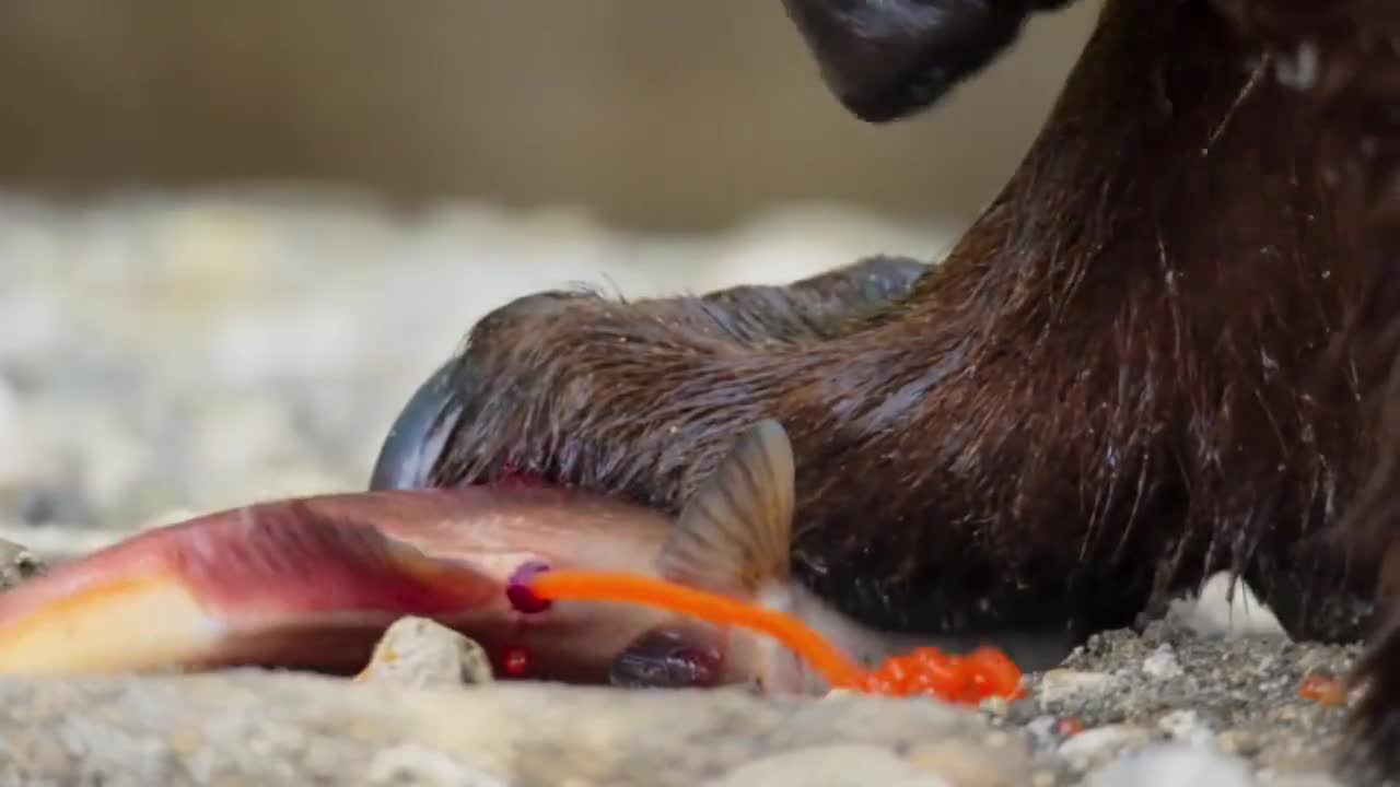 鲑鱼的繁殖大业棕熊的饕餮盛宴
