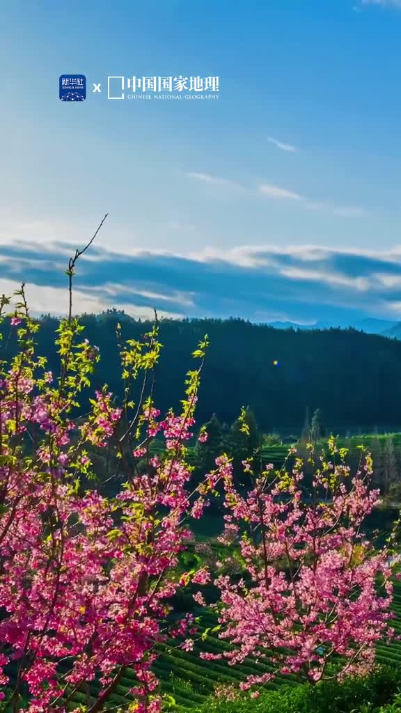 浪漫樱花如梦似幻春到武夷山风和日丽悄然绽放的樱花如云似霞在翠绿的茶山中演绎了一场粉色的梦娇美的樱花虽然花期短暂却有着让人难以忘怀的绚丽