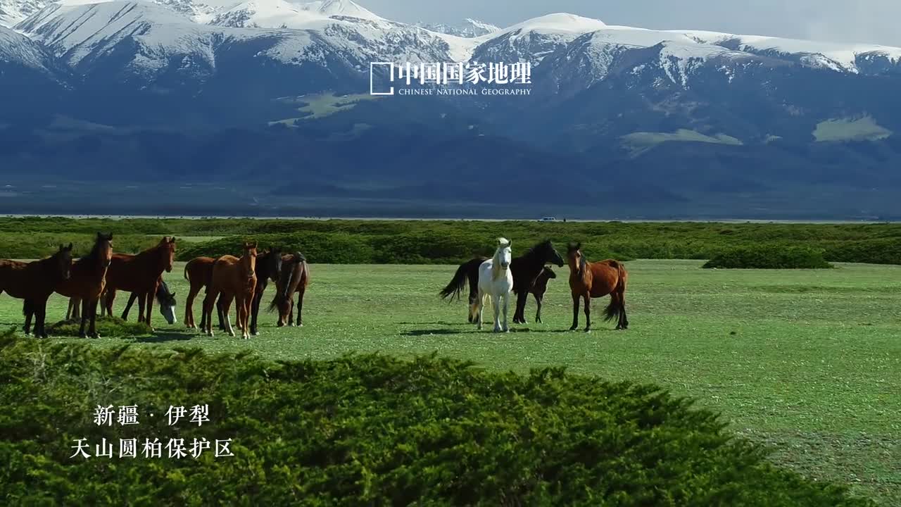 自由的灵魂在马背上驰骋马背上的一切都是如此鲜活生动耳边呼啸而过的风目之所及皆是迷人的胜景在苍茫的天地中与最纯粹的自己重逢人生一场总有那么一刻向往身骑骏马闯四方的怡然自得