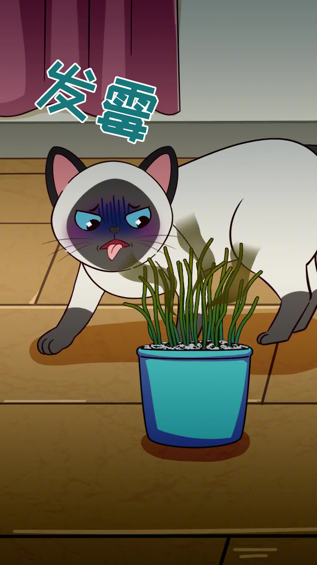 教你种出猫爱吃的猫草